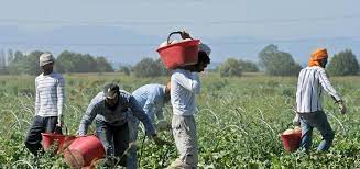 Ordinanza Presidente della Giunta Regionale Pugliese n. 182/2021: Attività lavorativa nel settore agricolo in condizioni di esposizione prolungata al Sole – ordinanza contingibile ed urgente per motivi di igiene e sanità pubblica